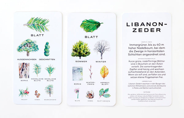 Baum-Wissen  30 Karten zum Erkennen von Bäumen